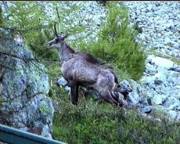 Chamois_male1.jpg