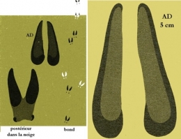 Chamois_traces_3-1.jpg