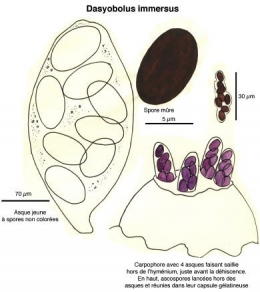 Champignons_coprophiles_024-11.jpg