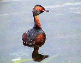 Grebe1.jpg