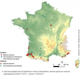 platydemus manokwari,platyhelminthes,mnhn,espèces invasives,prédateur escargots,prédateur vers de terre