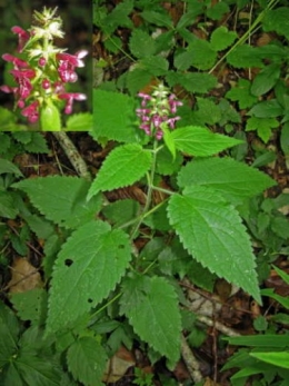 Épiaire des bois (Stachys sylvatica)_1311.jpg