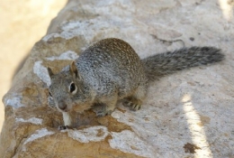 Spermophilus_variegatus_Grand_Canyon_Steffen Lorenz-1.jpg