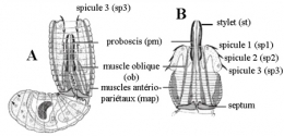 nematomorpha,gordiidae,parasites manipulateurs