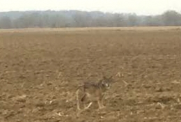 loup,jura,prédateurs,retour du loup,massif jurassien,foncine le haut