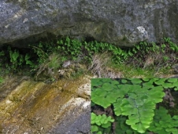 Capillaire de Montpellier, Cheveu-de-Vénus (Adiantum capillus-veneris)jpg.jpg