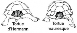 tortues_comparaison-1.jpg