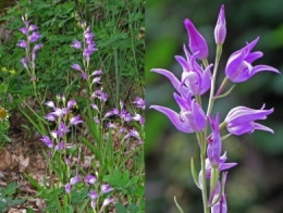 Céphalanthère rouge (Cephalanthera rubra).jpg