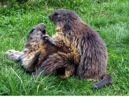 Marmota marmota051.jpg