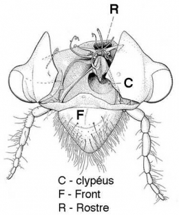 insectes,homoptères,cigale,cicadidés,cicadidae