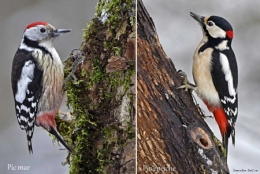 dominique delfino,photographe naturaliste et animalier,pic mar,pic épeiche,picidés