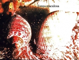 121Tonna maculosa-1.jpg