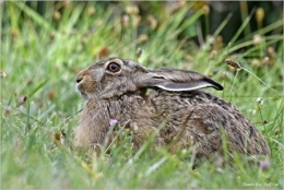 lièvre d'europe,dominique delfino,photographe naturaliste et animalier,pays de montbéliard,