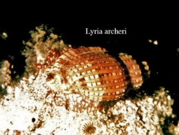 120Lyria archeri2-1.jpg