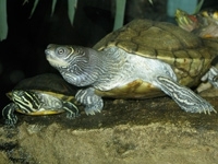 tortue-200.jpg