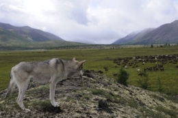 loup,prédation,massif jurassien,stratégie de prédation