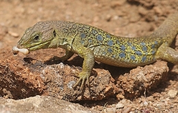 reptiles,sauriens,lacertidés,lézard ocellé