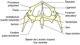 reptiles,sauriens,lacertidés,lézard ocellé