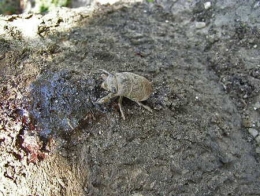 insectes,homoptères,cigale,cicadidés,cicadidae