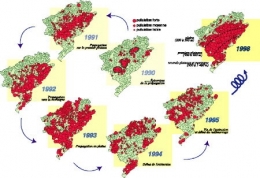 campagnol terrestre infestation Doubs1.jpg