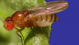 Drosophila_melanogaster-blog.jpg