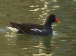 pouledeau_logo.jpg