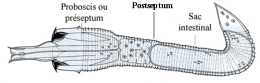 Gordiens-larve-échinodéroïde-450.jpg