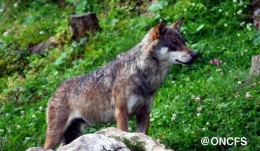 loup,jura,prédateurs,retour du loup,massif jurassien