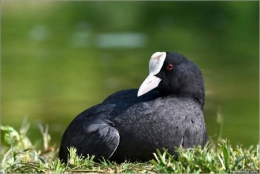 foulque macroule,dominique delfino,photographe naturaliste et animalier