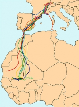 cigogne blanche,besançon,franche-comté,migrations oiseaux