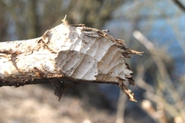 castor fiber,castor canadensis,bièvre,pascal juif