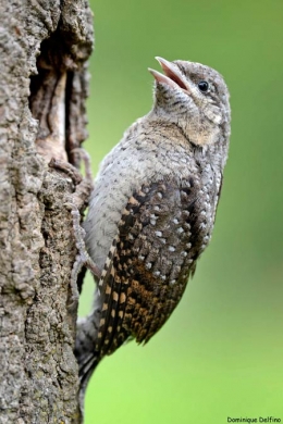 dominique delfino,torcol fourmilier,oiseaux