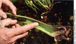 espèces invasives,frelon asiatique,abeilles,piègeage,dioxyde de soufre