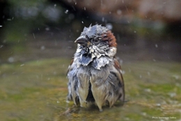 dominique delfino,photographe naturaliste et animalier, moineau domestique, canicule 2019,