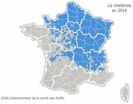 chalarose du frêne,champignons,hyphomycètes,ascomycètes,phytopathologie,sylviculture,forêts