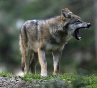 france nature environnement,loup en france