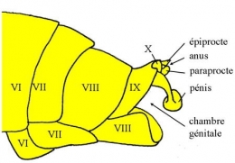 insectes,homoptères,cigale,cicadidés,cicadidae