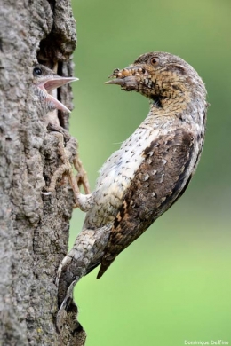 dominique delfino,torcol fourmilier,oiseaux,