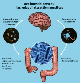 6-Axe-intestin-cerveau-450.jpg