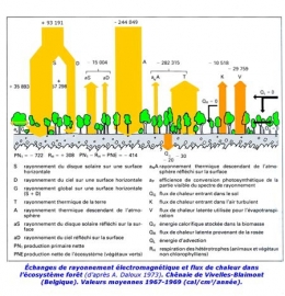 Flux-de-chaleur-dans-l'écosystème-forêt-450.jpg