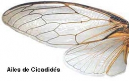 insectes,homoptères,cigale,cicadidés,cicadidae