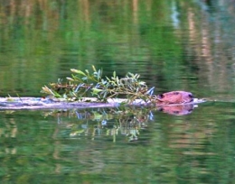 castor fiber,castor canadensis,bièvre,pascal juif