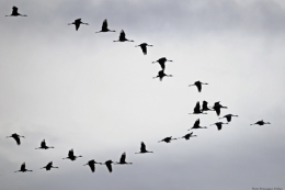 dominique delfino,photographe naturaliste et animalier,grue cendrée