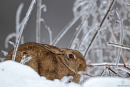 DELFINO-HIVER-LAPIN-DANS-LA-GLACE-blog.jpg