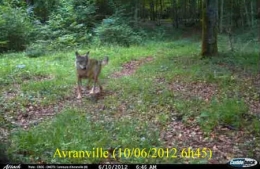 loup,vosges,lorraine,haute-saône,jura,prédateurs,retour du loup,massif jurassien