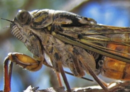 insectes,homoptères,cigale,cicadidés,cicadidae