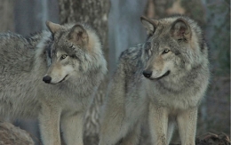 loup,retour du loup,inra