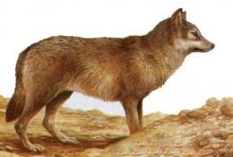 loup-ibérique-1.jpg