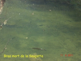 poissons,maladies,pathologie des poissons,doubs,doubs-franco-suisse,montbéliard