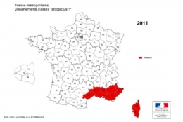 moustique-tigre,aedes albopictus,dengue,chikungunya,zika,hugo jalinière,sciences et avenir